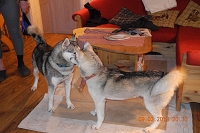 Huskies Erleben